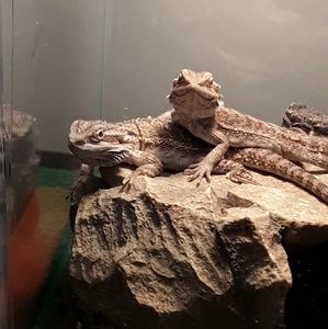 Meet your Posher, Mya